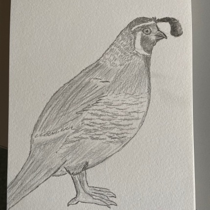 A drawing of a quail